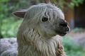 Zoo Schmiding 025